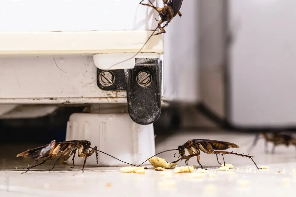 insectos de la cocina